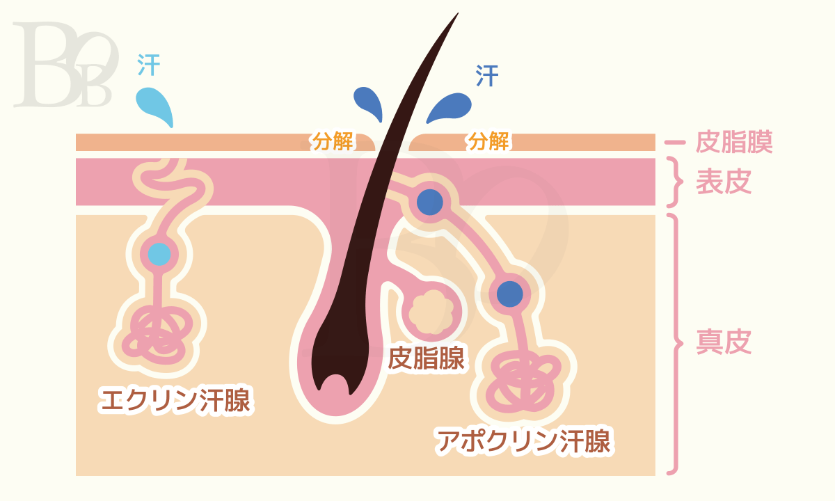 汗はアポクリン腺とエクリン腺、2種類の汗腺から分泌される。アポクリン腺とエクリン腺の場所イメージ。アポクリン腺は毛穴とつながっている